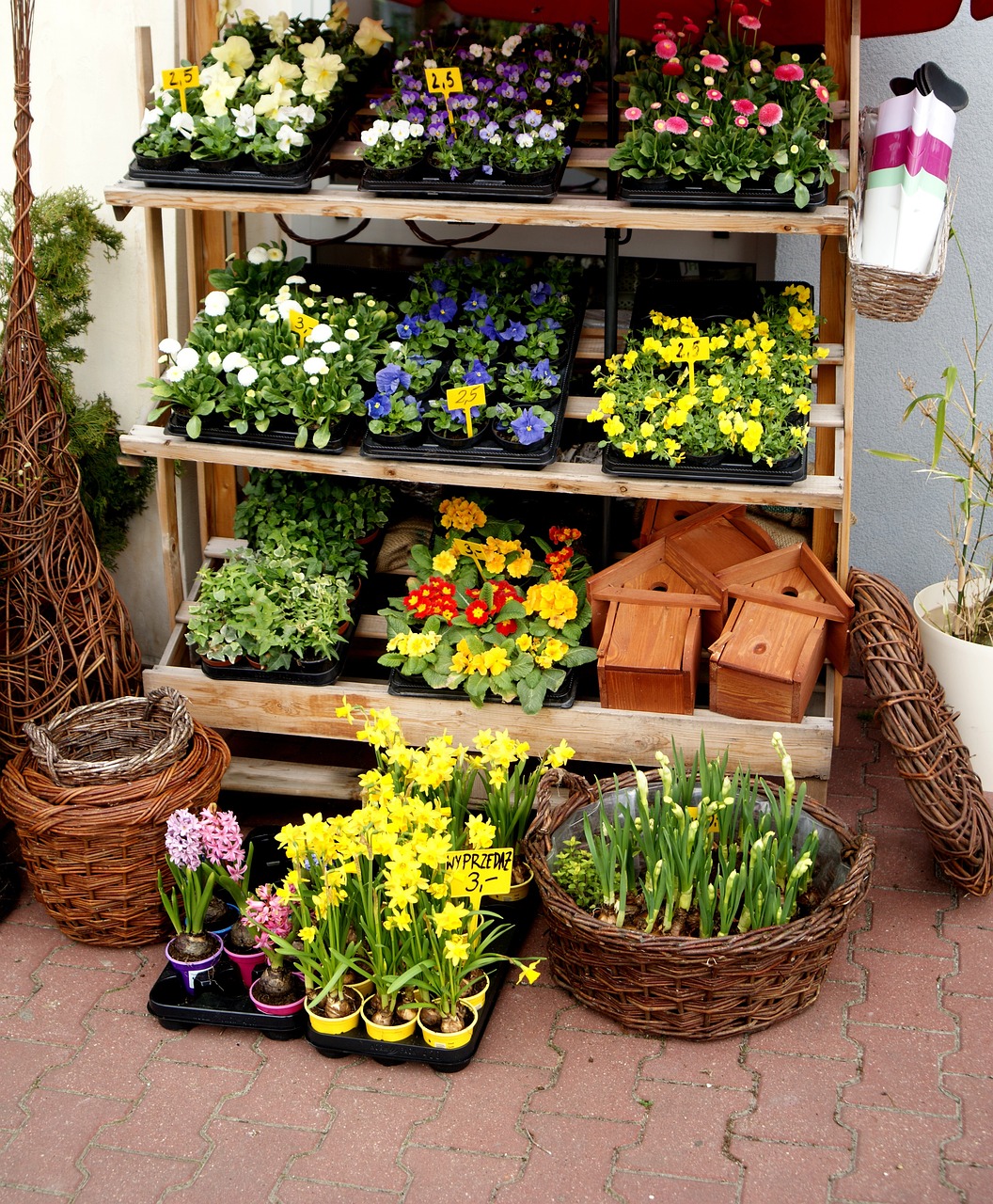 天人菊价格探讨,影响因素及市场行情分析