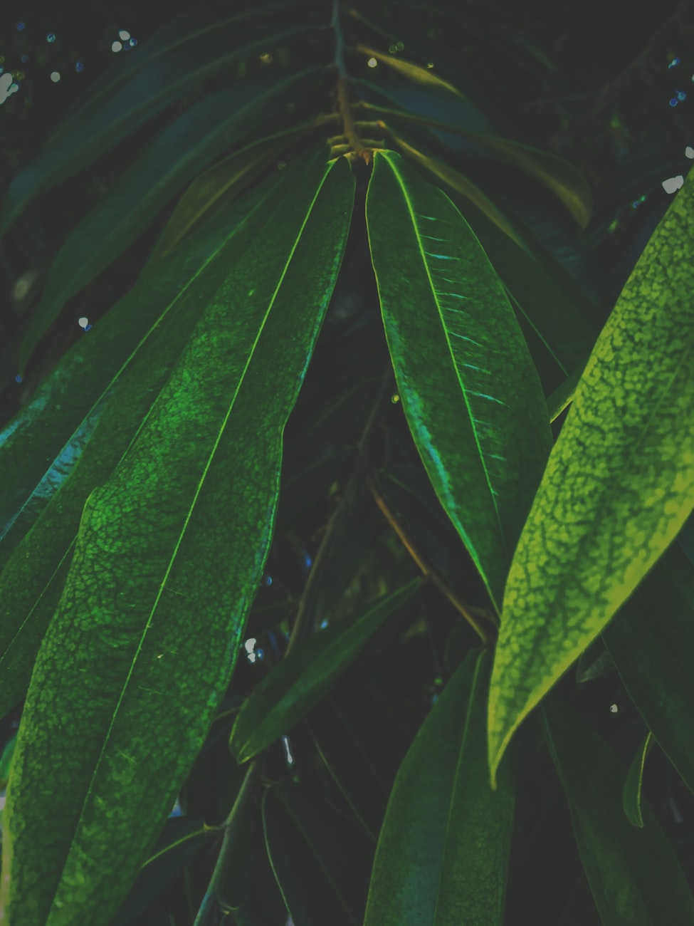 闲林有轨电车动态,城市绿色出行的新篇章