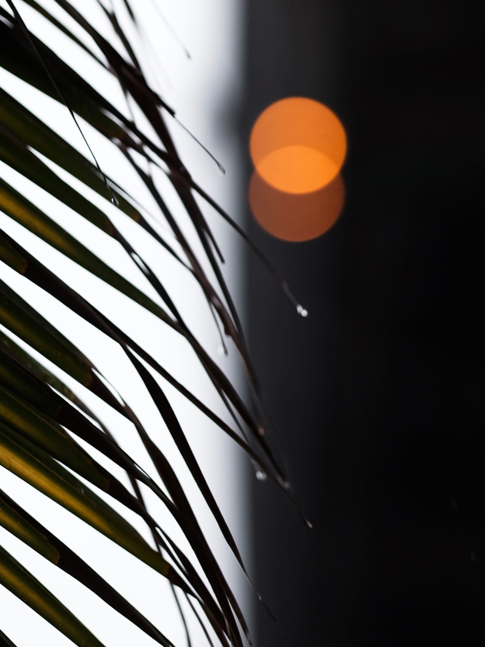 闲林有轨电车动态,城市绿色出行的新篇章