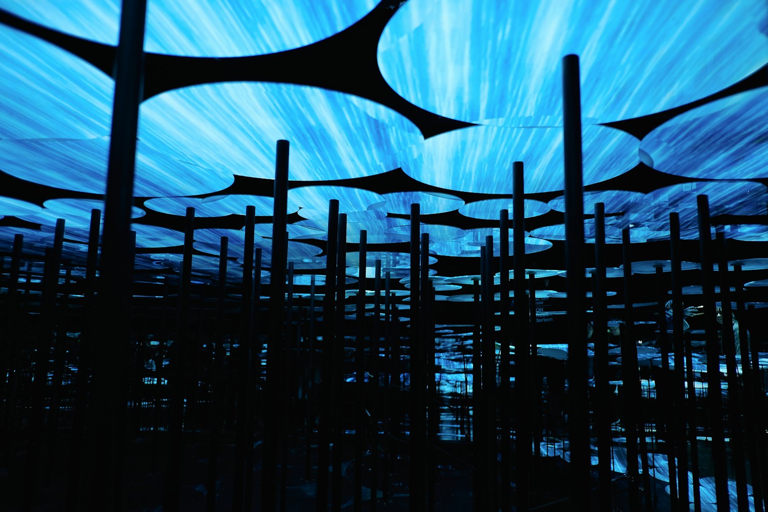 最新玉兔图片展示,魅力与多样性的完美融合