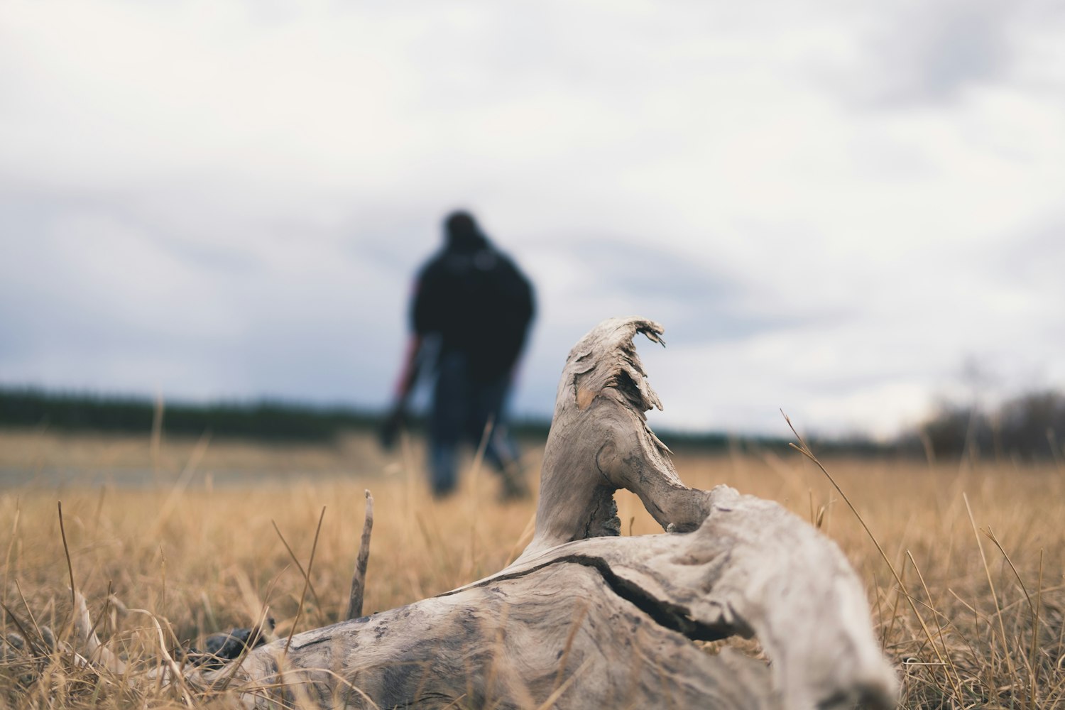探索宠物世界的魅力与乐趣,最新萌宠剧集大放送