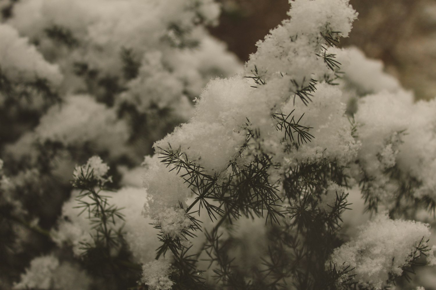 动漫樱花树图片,美的瞬间与艺术的永恒之美