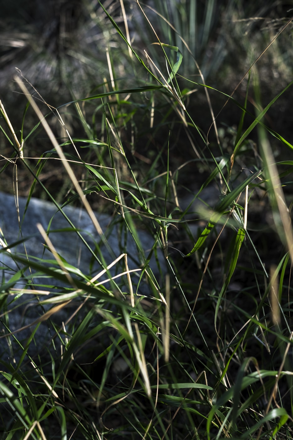 苏州土拍最新动态,城市发展与土地市场深度解析