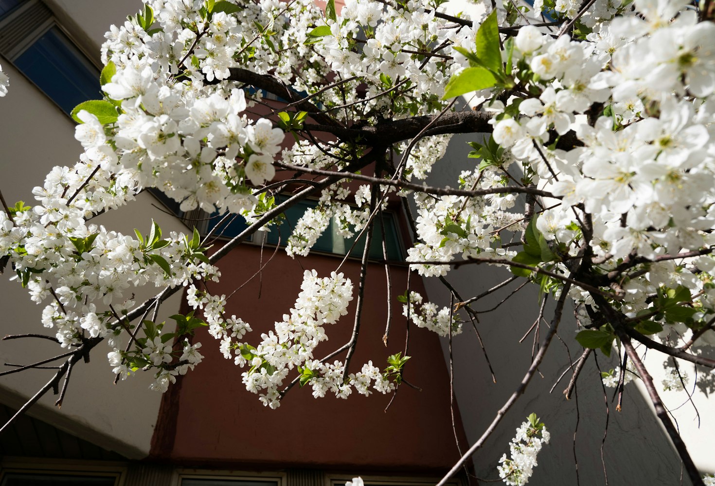 樱花动漫网站官网，探索二次元世界的门户