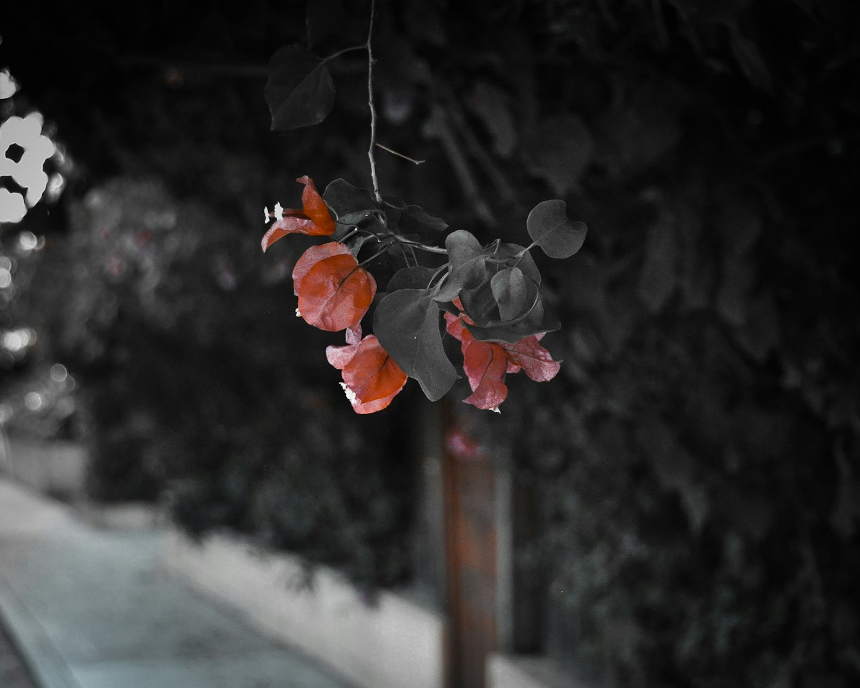 喜剧爱情电影大全，浪漫与欢乐的交织之美探索