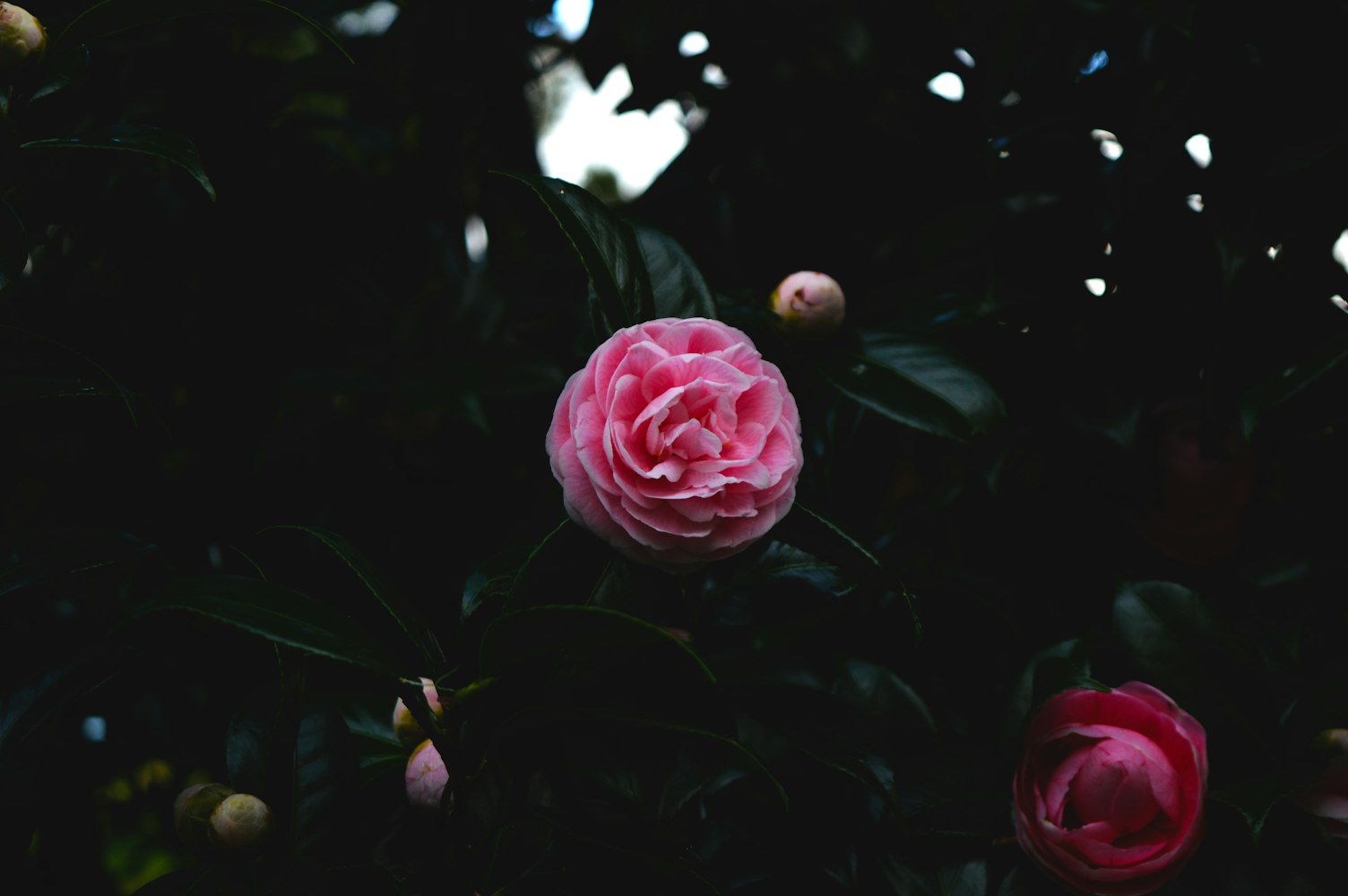 卡通动漫头像女,魅力世界的探索